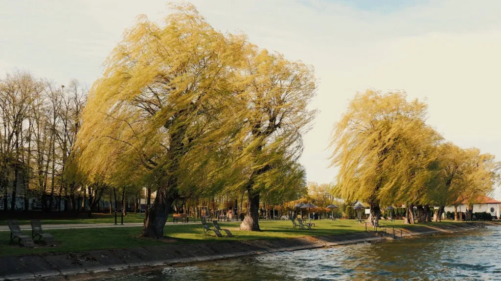 Верби біля водойми у весняному парку