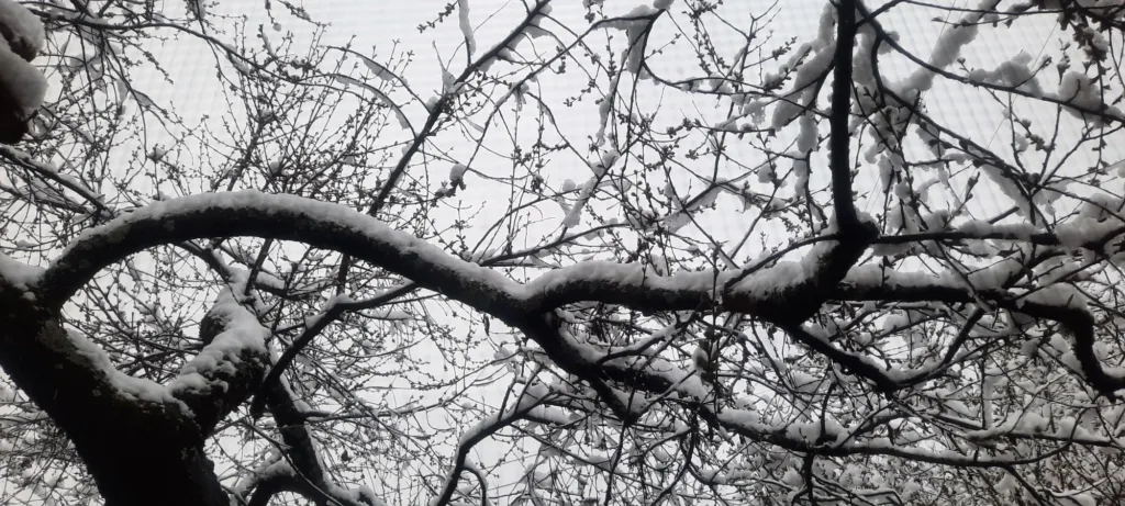 Засніжені гілки дерева взимку