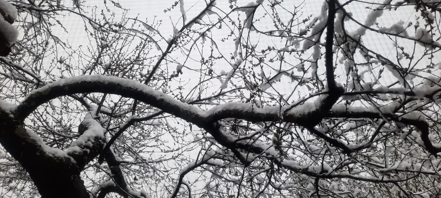 Засніжені гілки дерева взимку