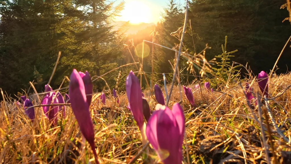 Перші фіолетові квіти на весняному сонці