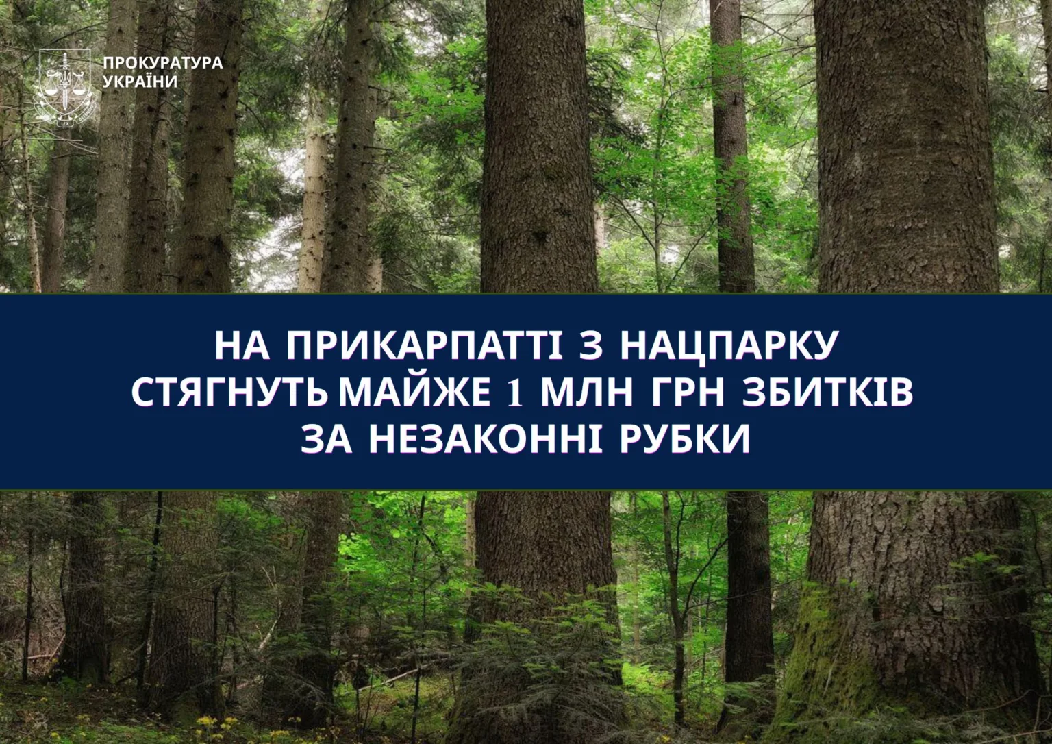 Новина прокуратури про незаконні рубки в Карпатах