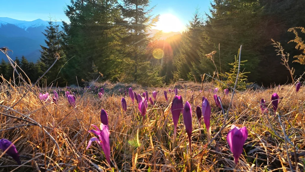 Фіолетові крокуси на тлі гірського заходу сонця
