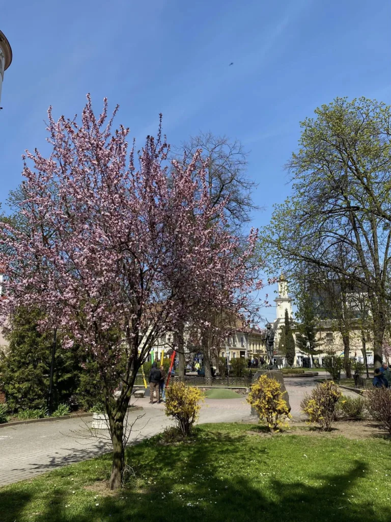 Цвітуче дерево у весняному міському парку