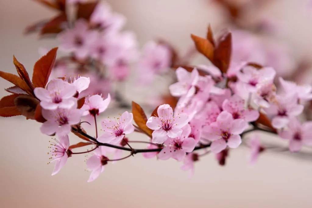 Рожева сакура цвіте навесні