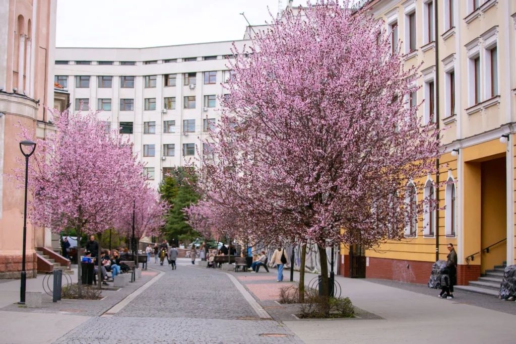 Вулиця з цвітучими рожевими деревами навесні