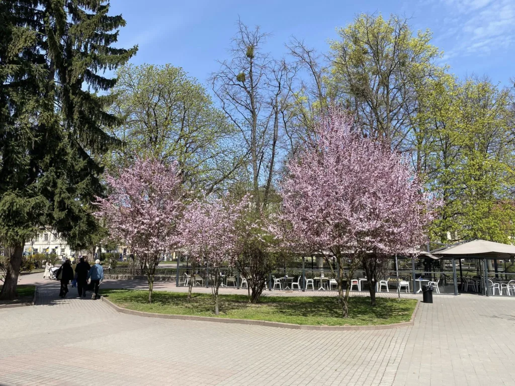Весняний парк із рожевими квітучими деревами