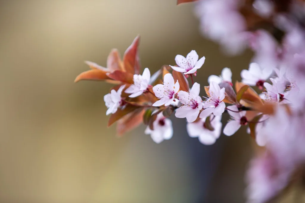 Рожева квітка сакури на гілці навесні