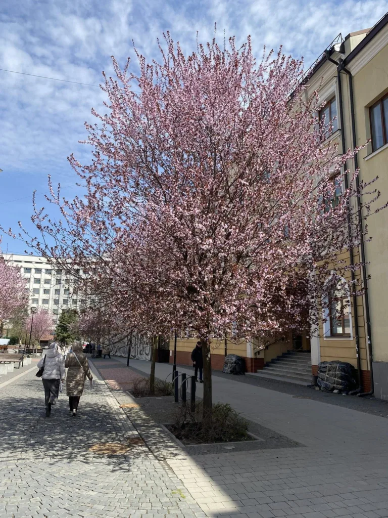 Вулиця з квітучими рожевими деревами навесні