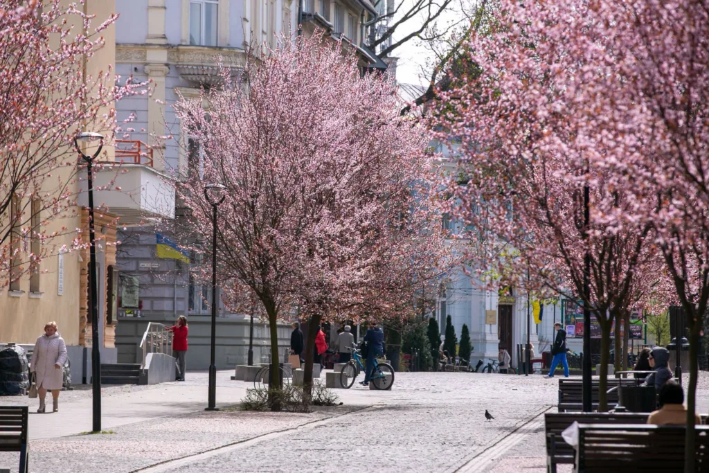 Весняна вулиця з цвітучими рожевими деревами