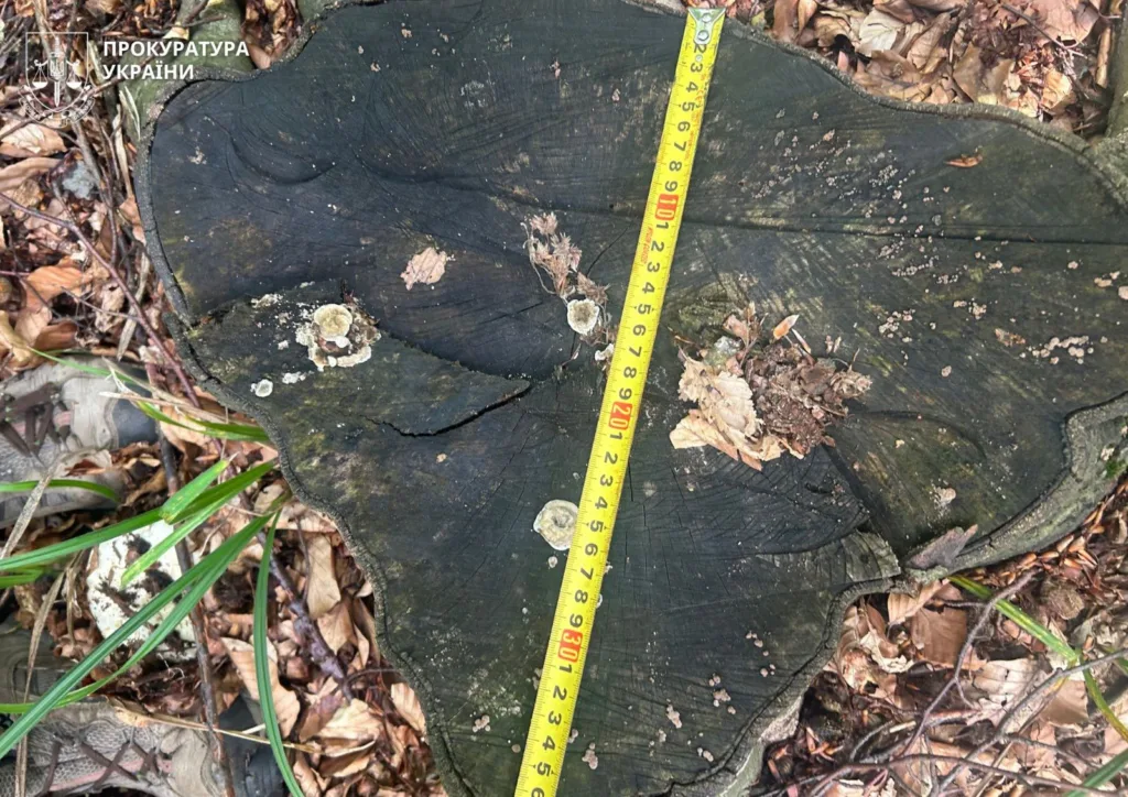 Зрубане дерево з рулеткою для вимірювання