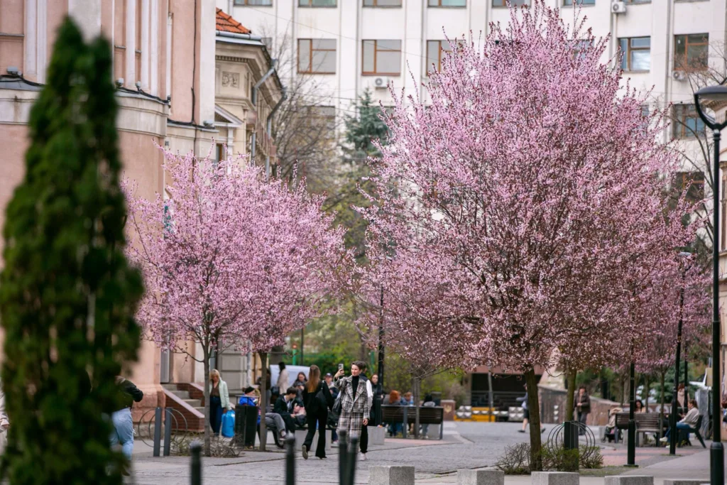 Весняна вулиця з квітучими рожевими деревами