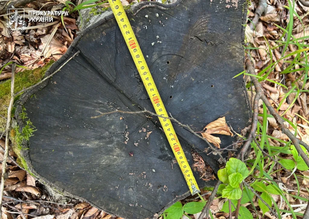 Пень дерева з вимірювальною стрічкою в лісі