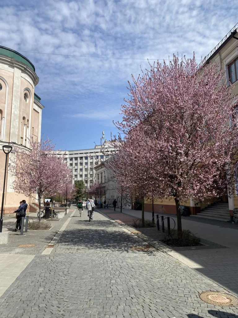 Весняна вулиця з квітучими рожевими деревами