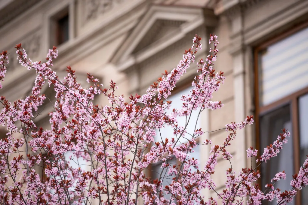 Рожеві квіти сакури біля будівлі