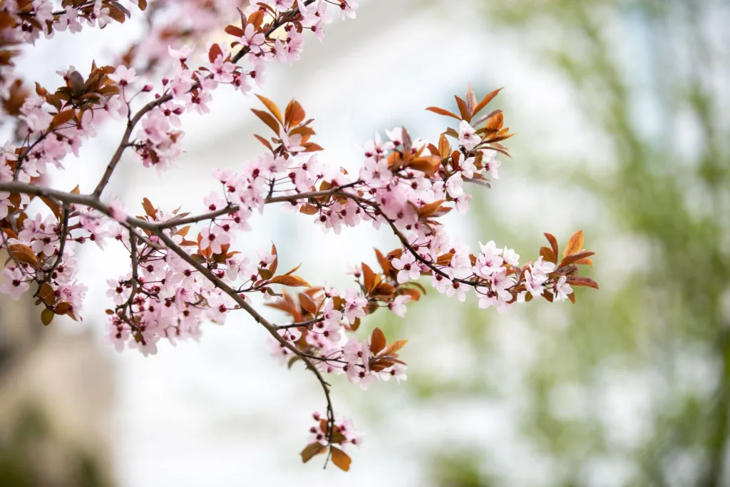 Гілка з рожевими квітами навесні