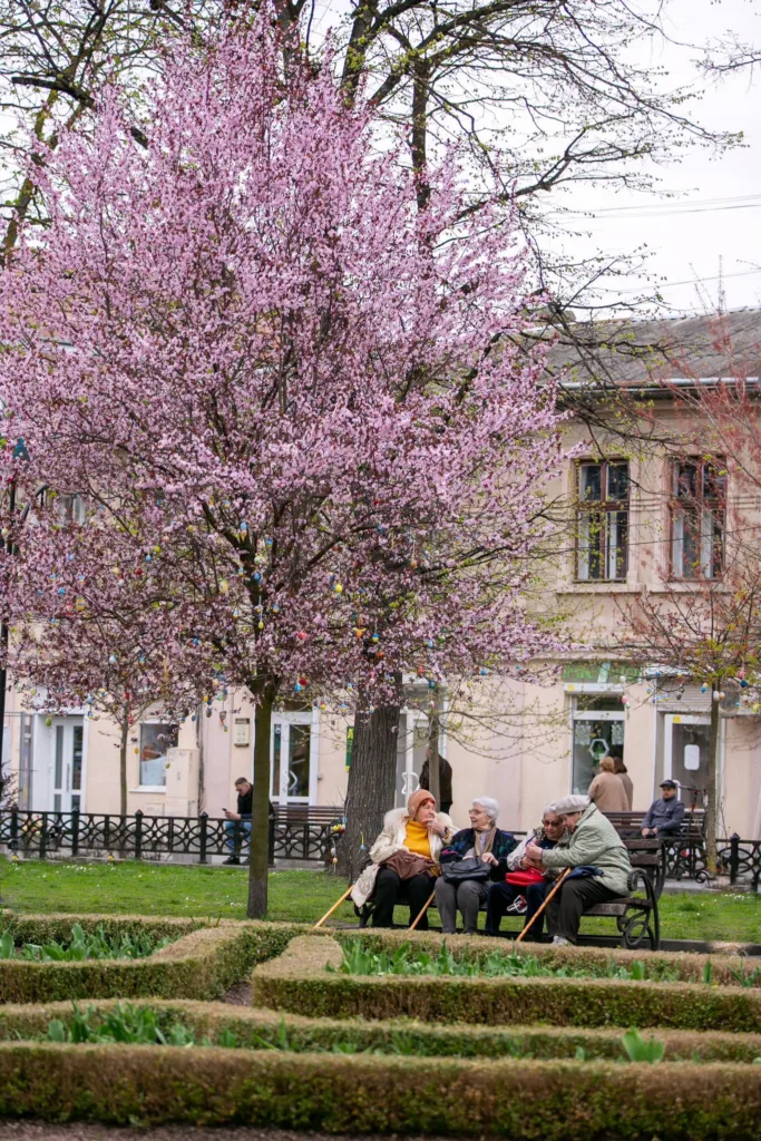 Літні люди сидять під квітучим рожевим деревом у парку