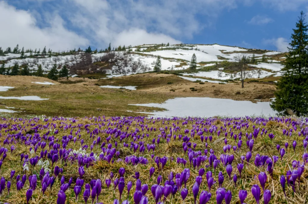 Фіолетові крокуси на тлі засніжених гір