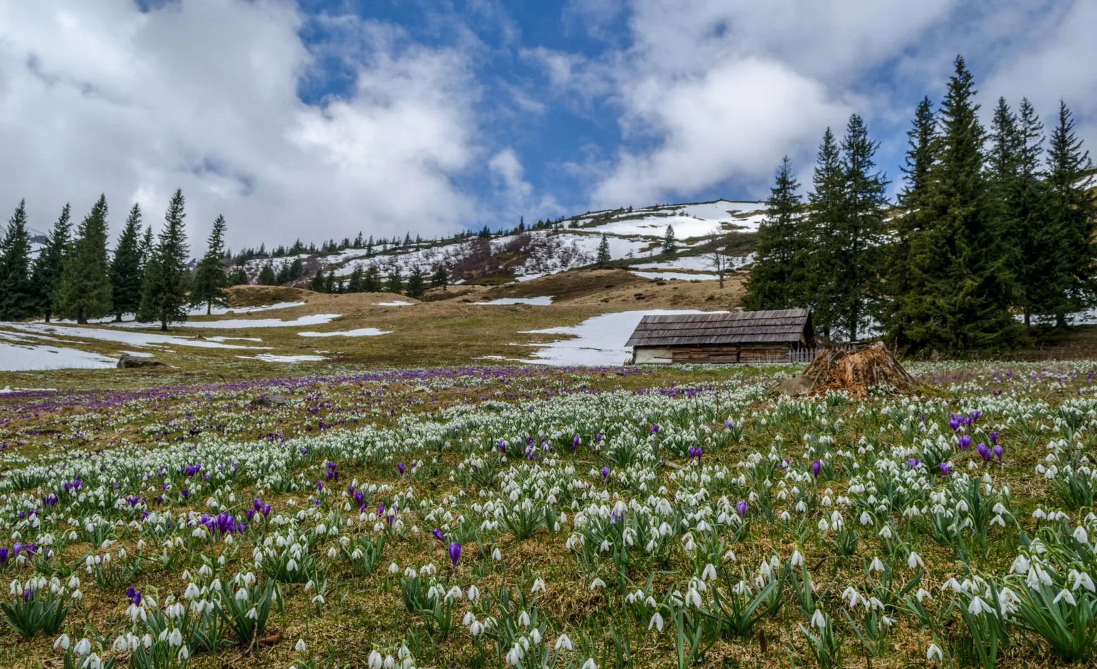 Весняні квіти у Карпатських горах зі снігом