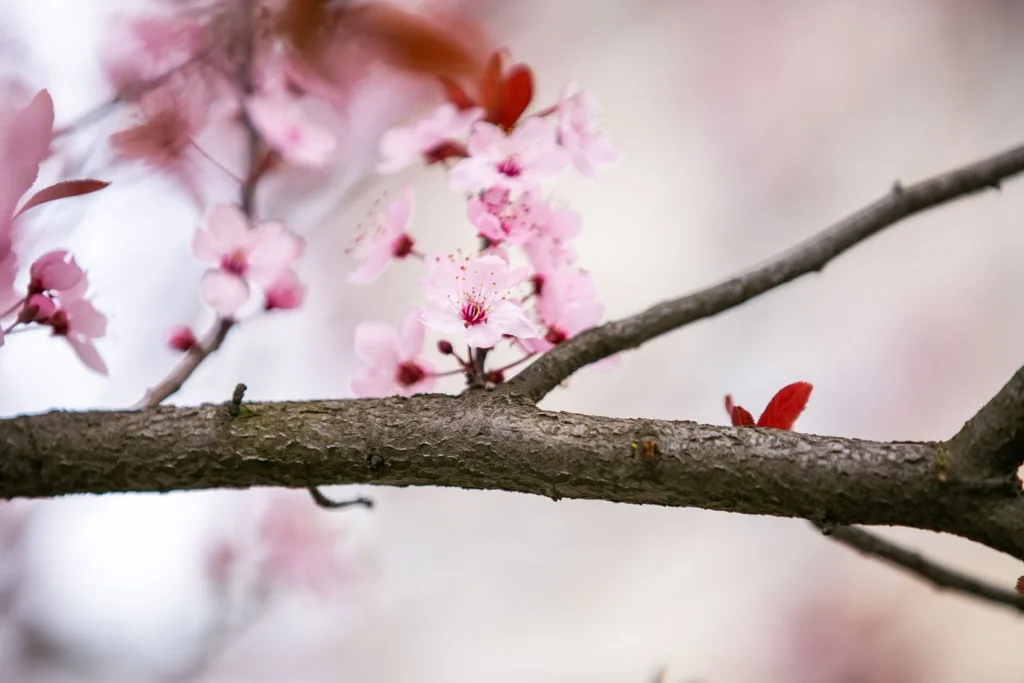 Рожева вишня цвіте на весняній гілці