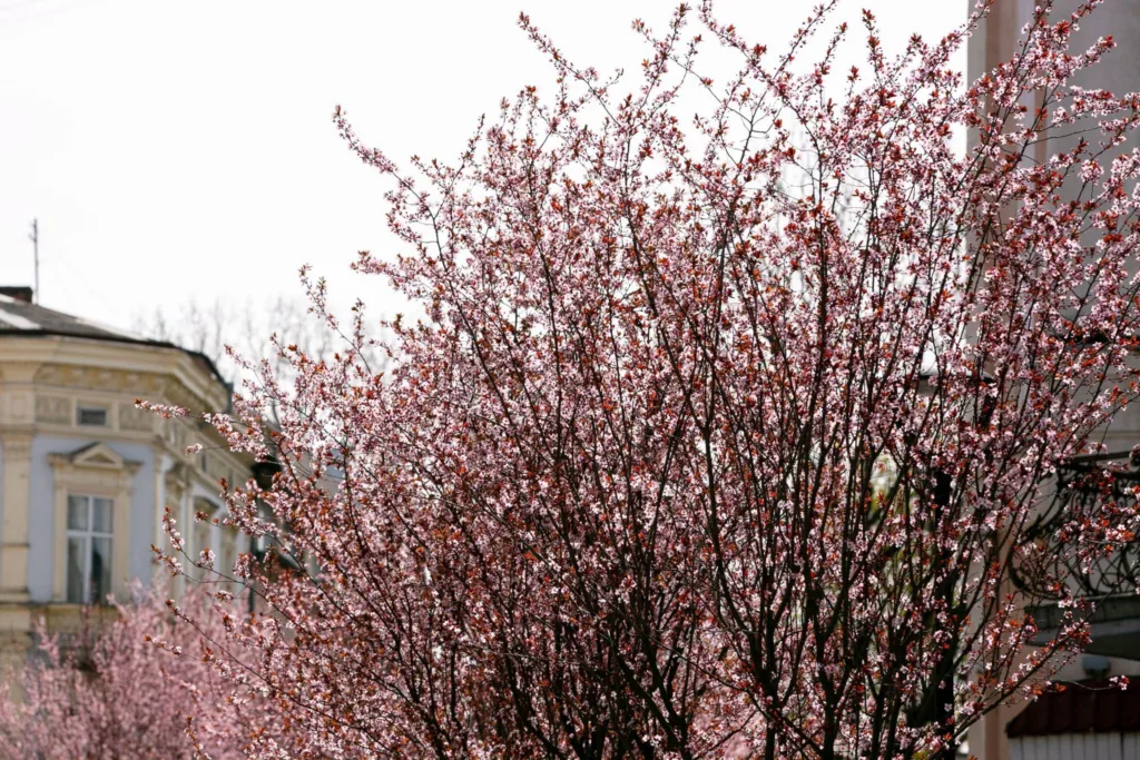 Квітуча сакура біля старовинної будівлі навесні