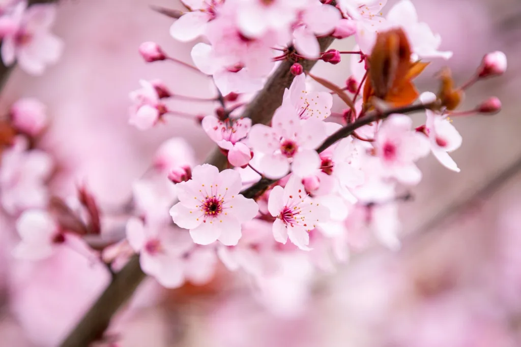 Рожеві весняні квіти на гілці дерева