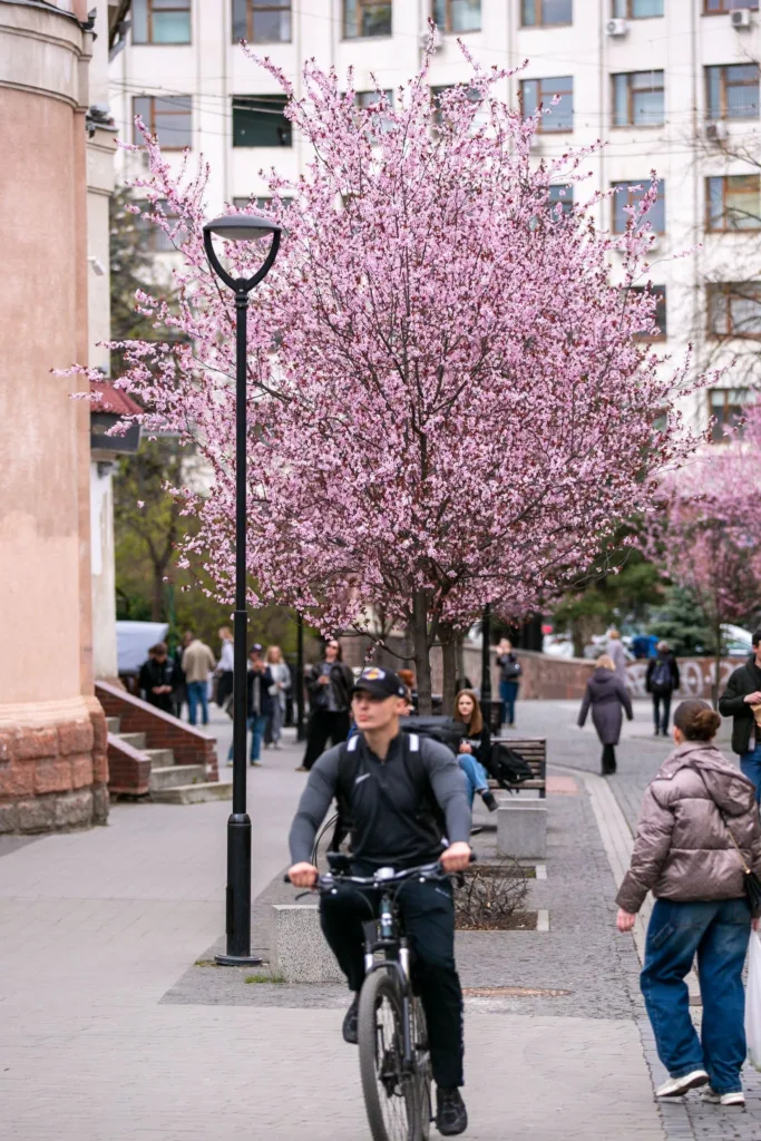 Весняна вулиця з рожевими квітучими деревами