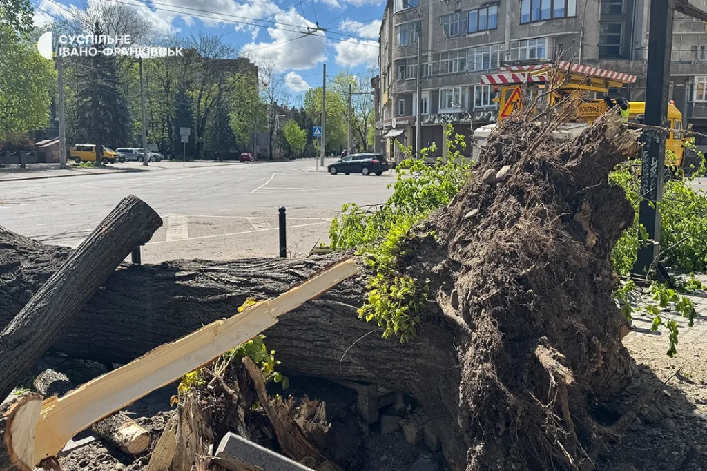 Упале дерево на вулиці Івано-Франківська
