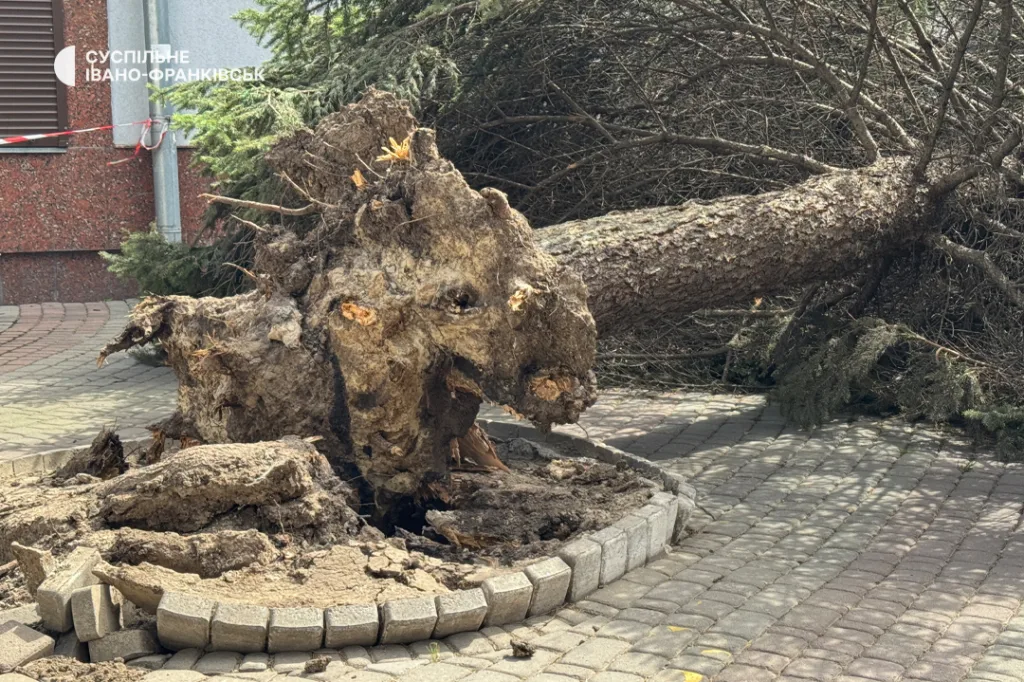 Вивернуте з коренем повалене дерево на тротуарі