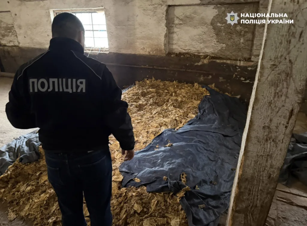 Поліцейський оглядає висушене тютюнове листя на складі