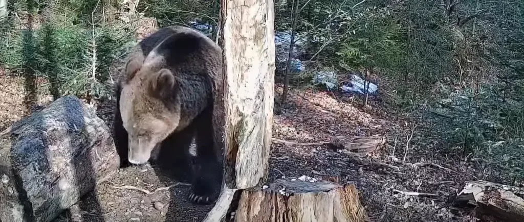 Бурий ведмідь у лісі біля поваленого дерева
