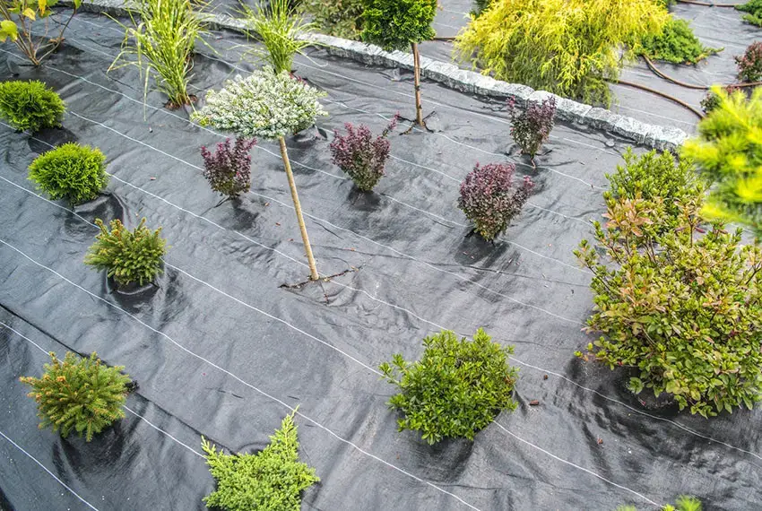 Мульчувальна плівка в саду з кущами