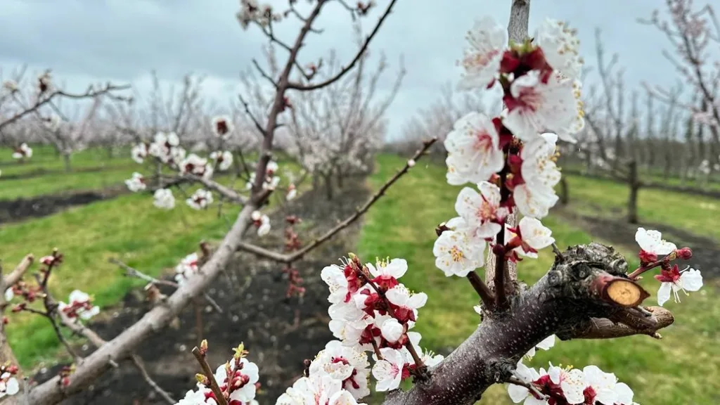 Цвітіння абрикосового саду навесні