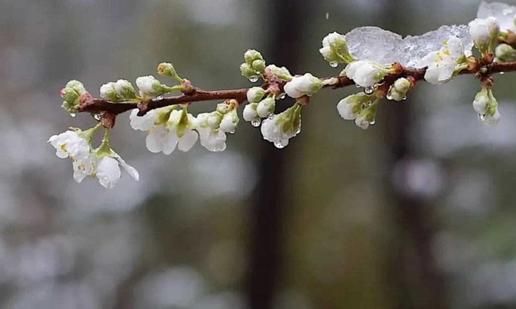 Весняні бруньки з краплями дощу на гілці