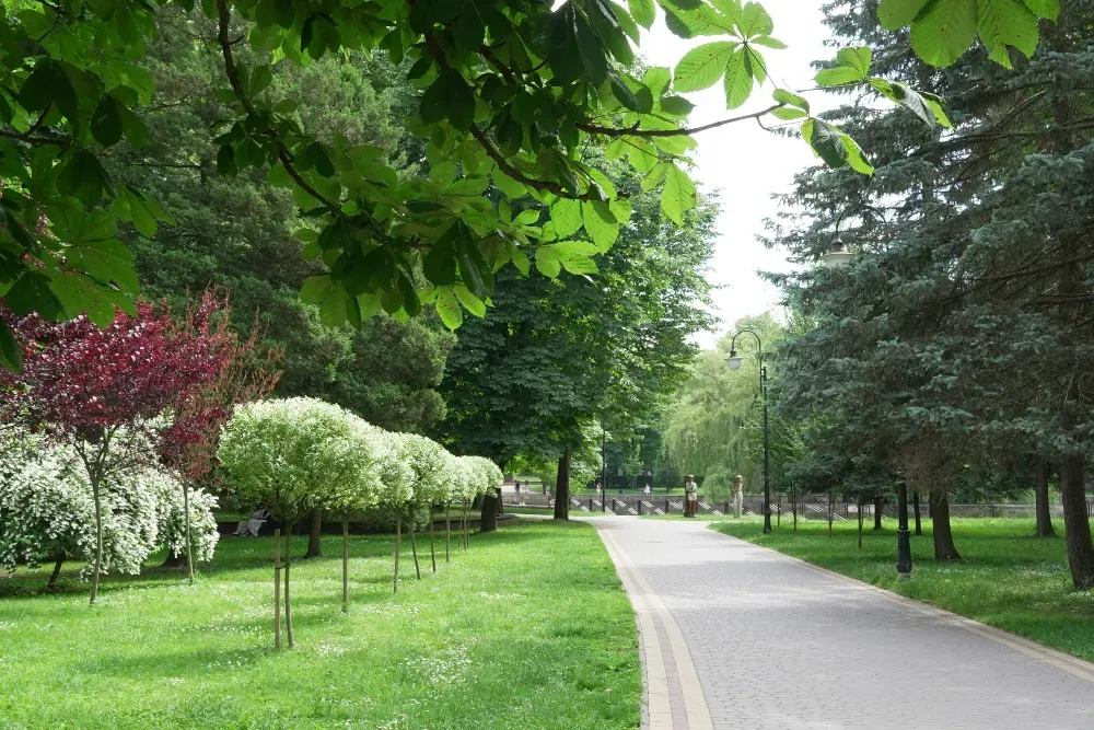 Зелений парк із доріжкою та кущами