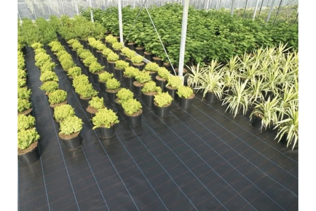 Рослини в горщиках у теплиці на чорній плівці