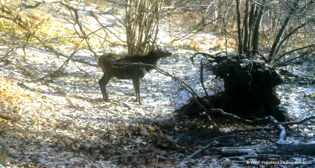 Олень у зимовому лісі серед дерев