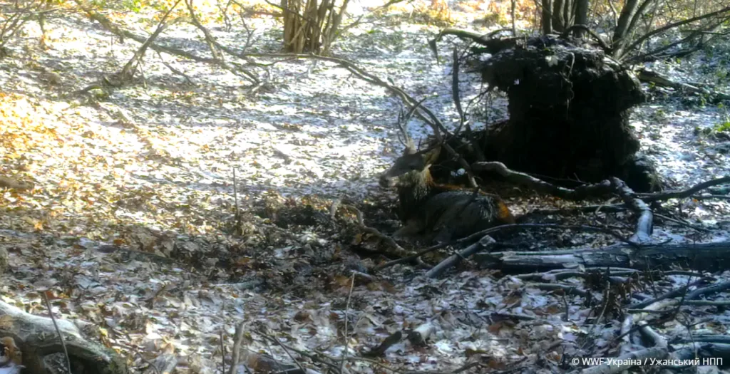 Олень відпочиває серед зимового лісу