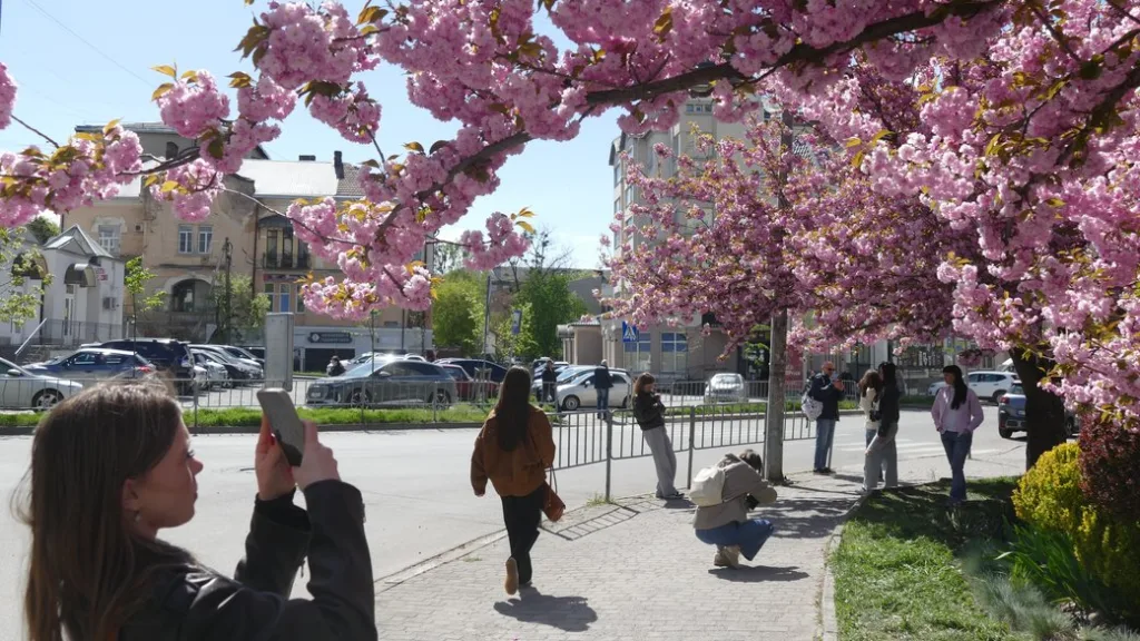 Люди фотографують цвітіння сакури на вулиці міста