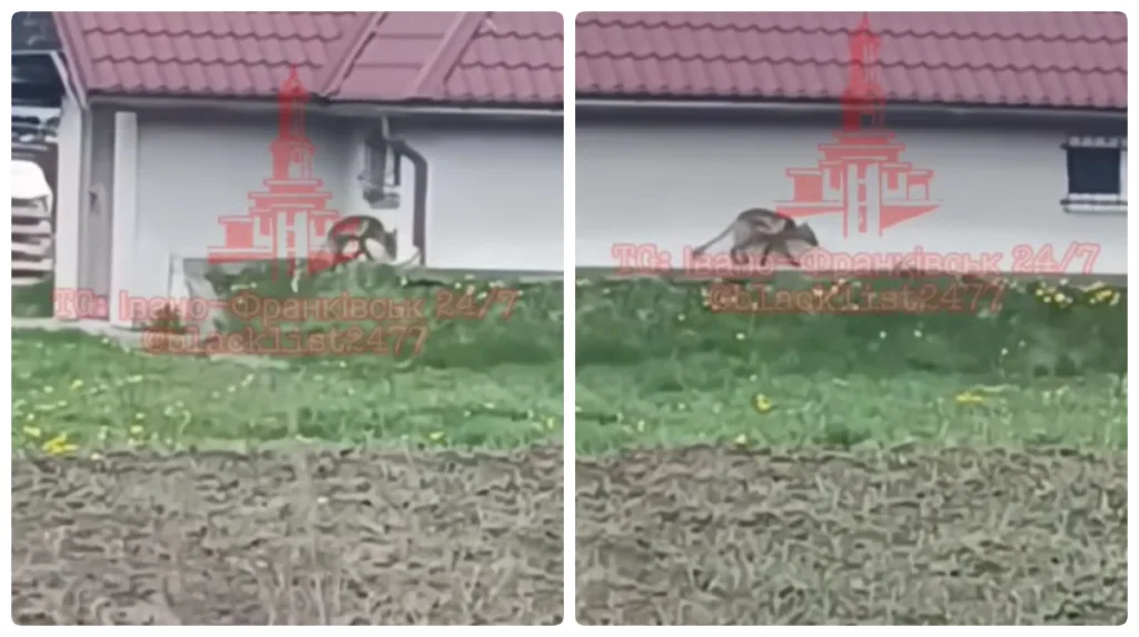 Кенгуру бігає біля будинку в українському селі