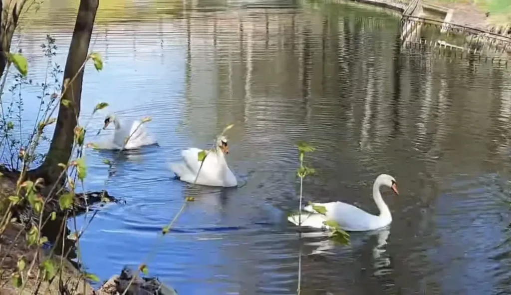 Білі лебеді пливуть по спокійному озеру