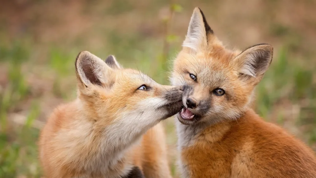 Двоє грайливих лисенят на природі