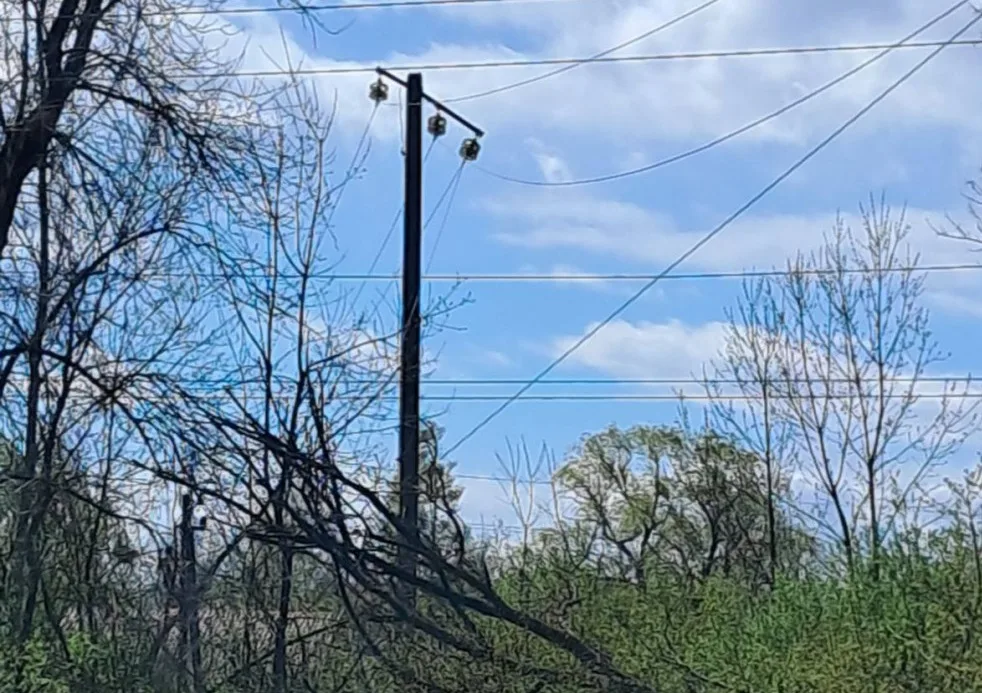 Електричні дроти серед дерев і блакитного неба