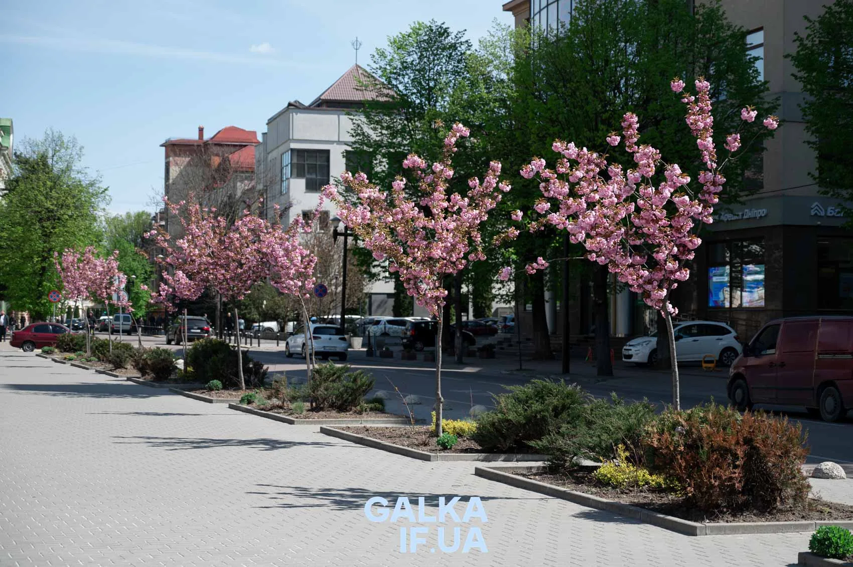 Вулиця з квітучими сакурами у місті