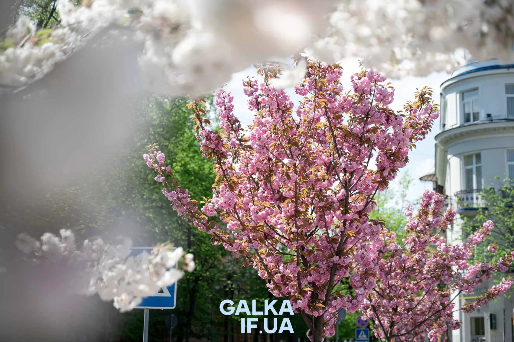 Цвітіння рожевої сакури на вулиці міста