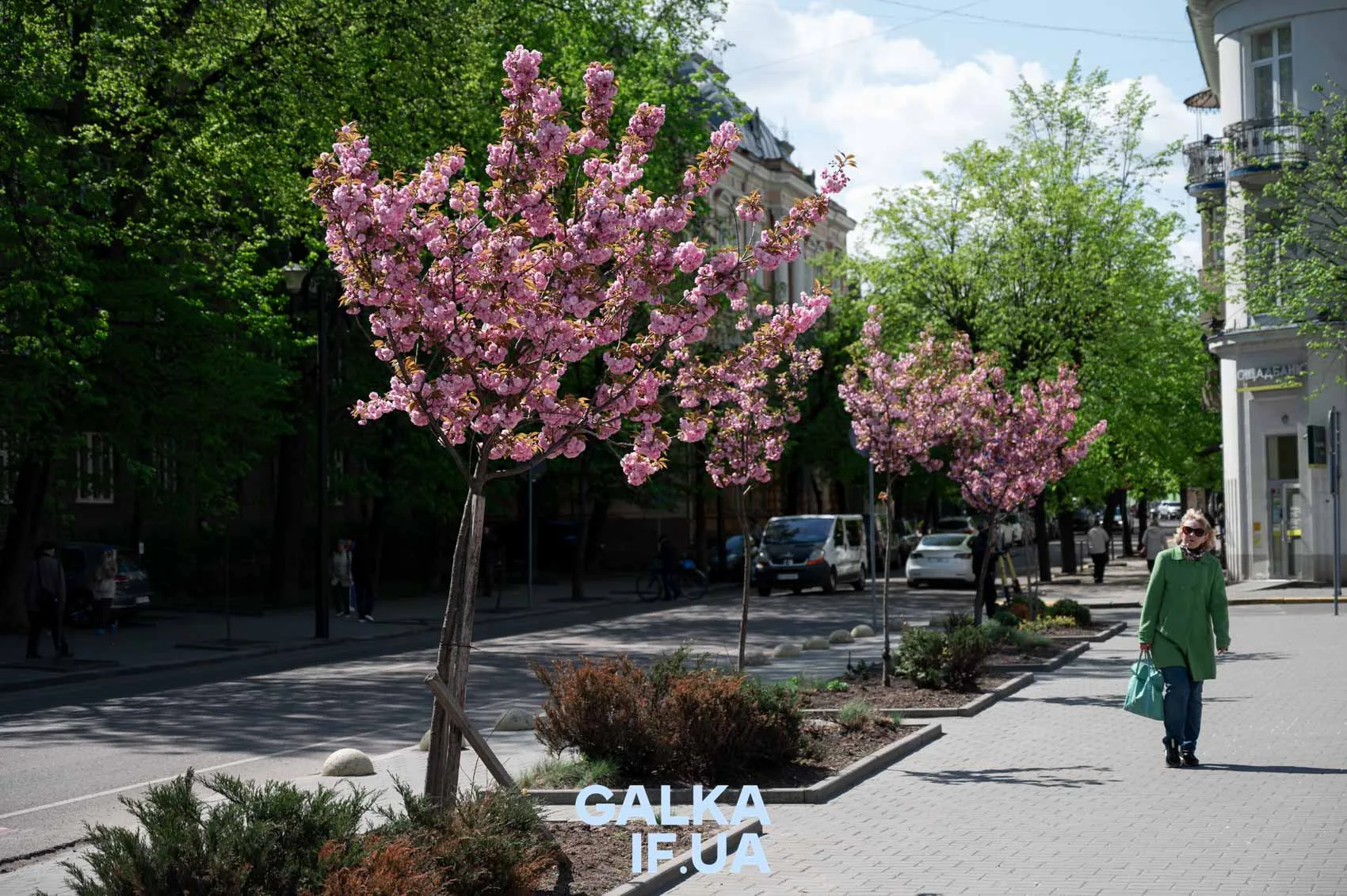 Вулиця з квітучими сакурами навесні