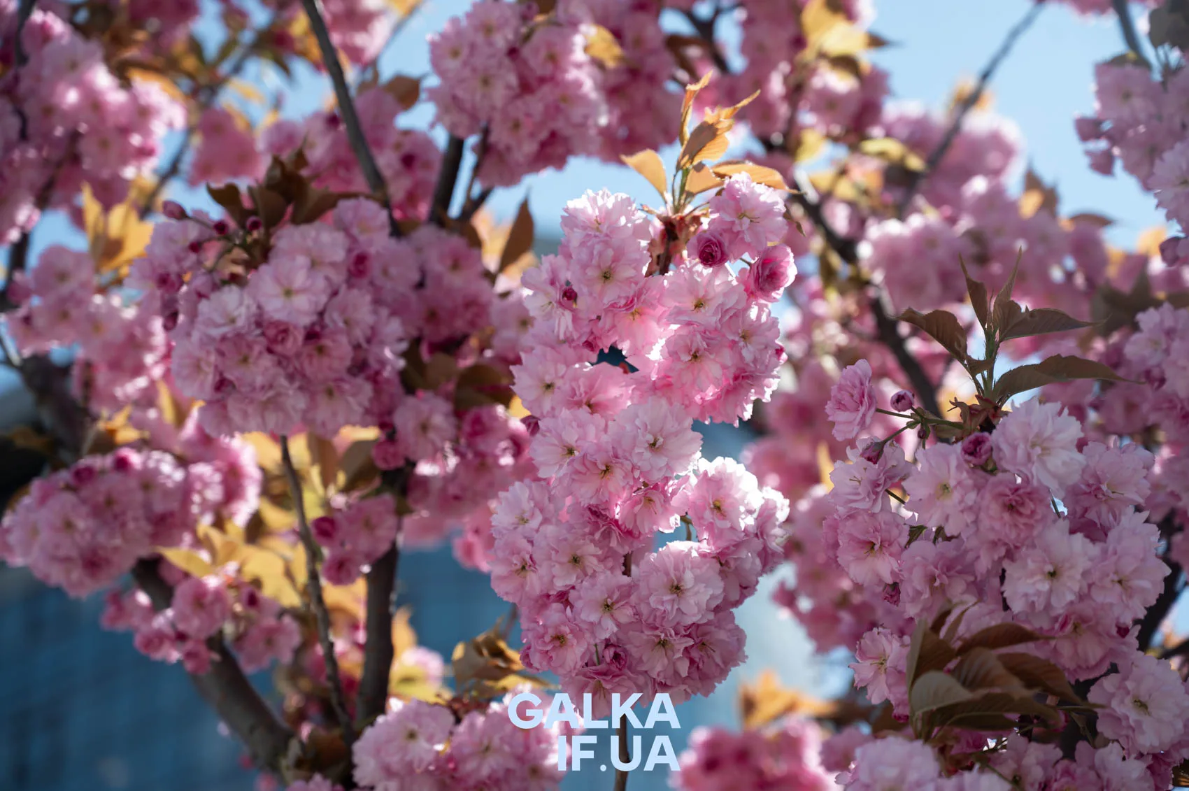 Рожеві квіти сакури на весняному дереві