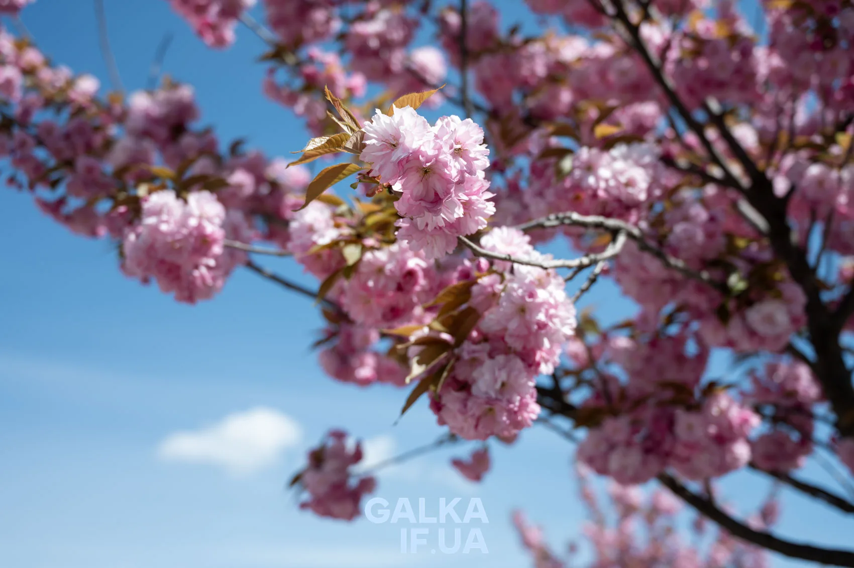 Квітуча рожевa сакура на тлі блакитного неба
