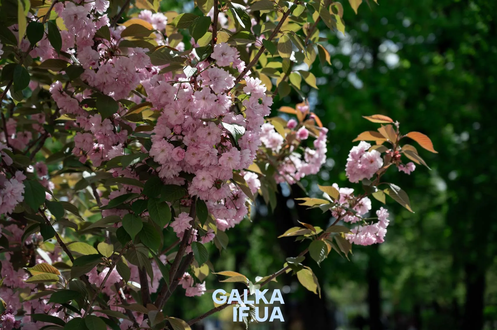 Рожеві квіти сакури на зеленому фоні