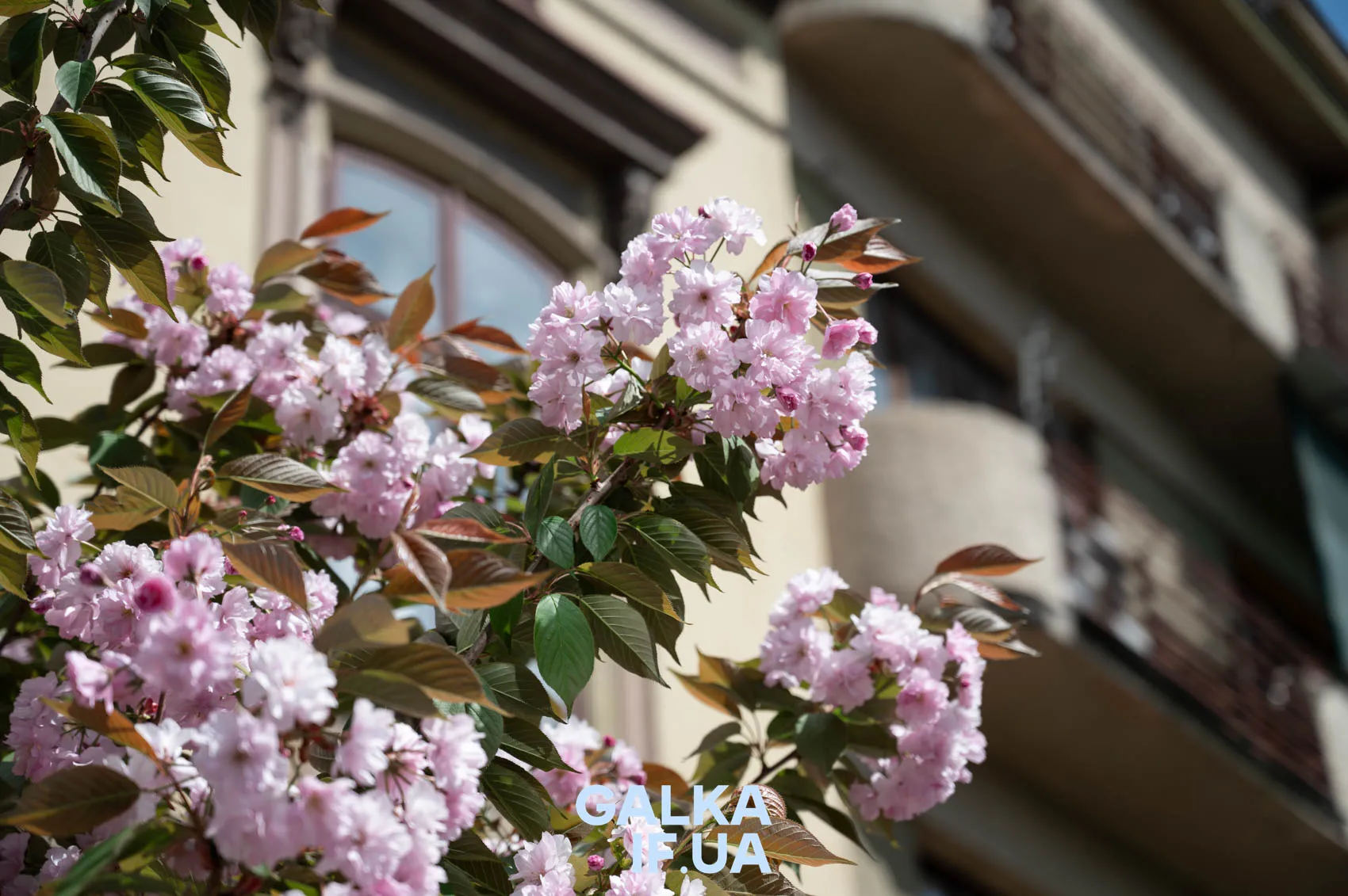 Рожеві квіти сакури біля будинку