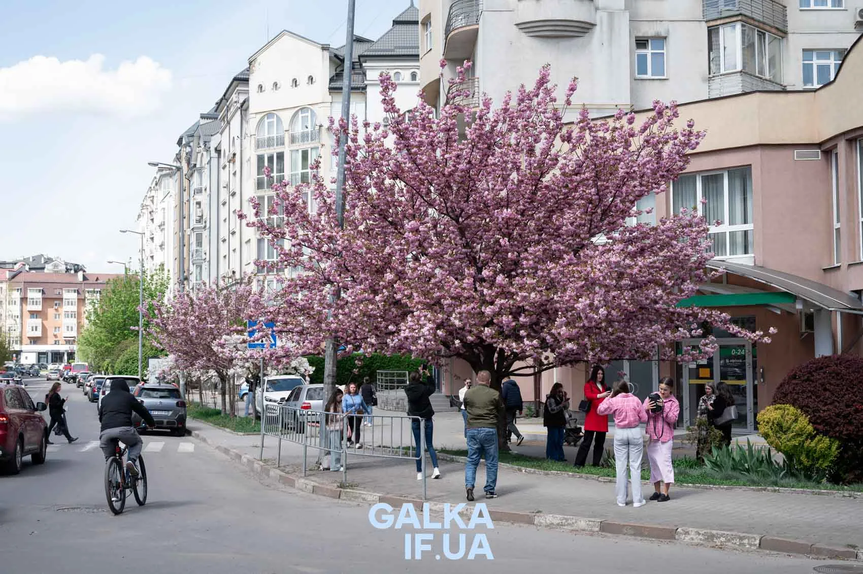 Цвітуча сакура на вулиці Івано-Франківська